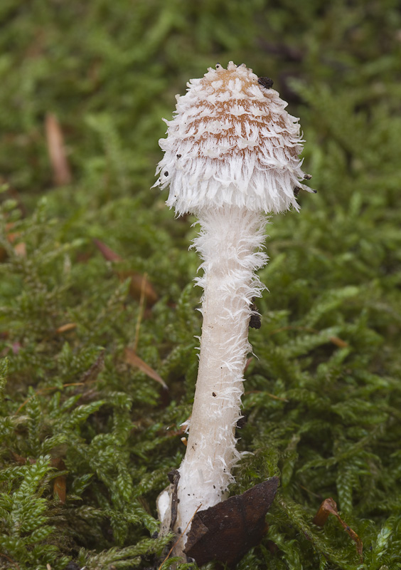 Psathyrella suavissima